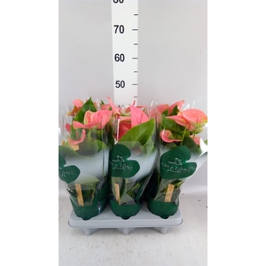 Anthurium andr. 'Sweet Dream'