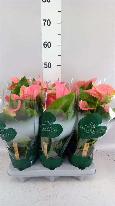 <h4>Anthurium andr. 'Sweet Dream'</h4>