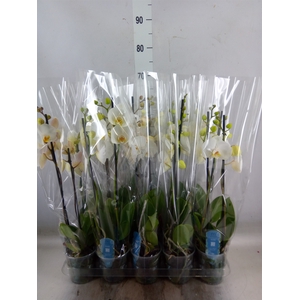 Phalaenopsis   ...