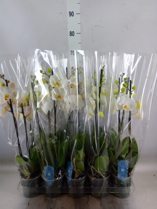 <h4>Phalaenopsis   ...</h4>