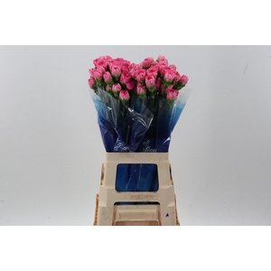 Di St Tonic Golem hi