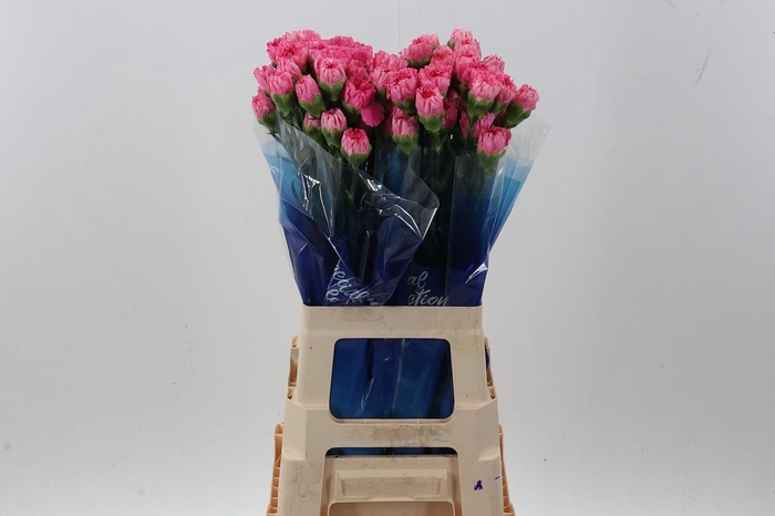 <h4>Di St Tonic Golem hi</h4>