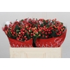 Hypericum True Romance