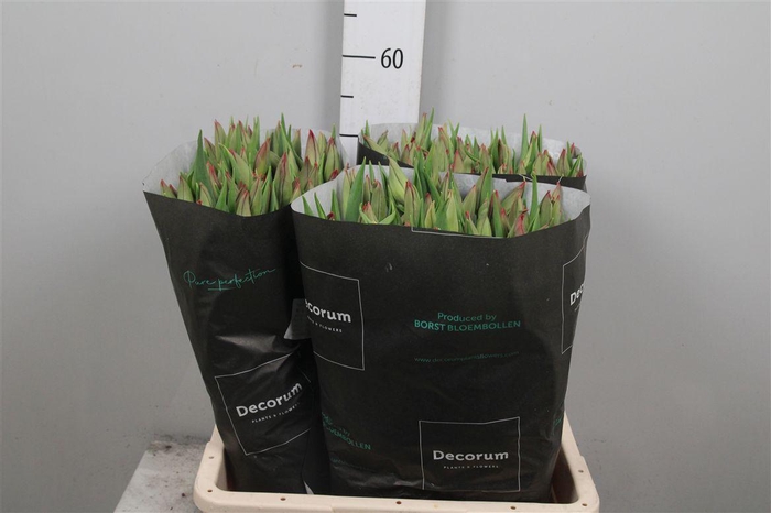 <h4>Tu En Strong Love</h4>