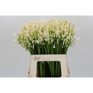 Agapanthus EYFORI White