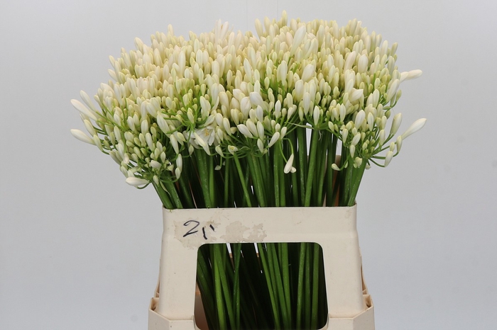 <h4>Agapanthus EYFORI White</h4>
