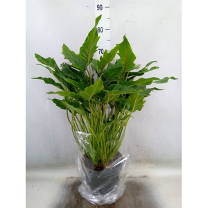 Philodendron  'Xanadu'