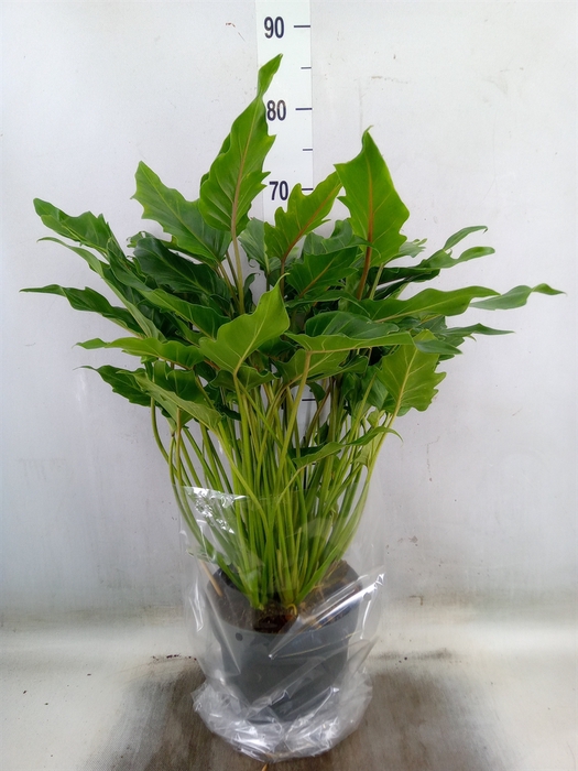<h4>Philodendron  'Xanadu'</h4>