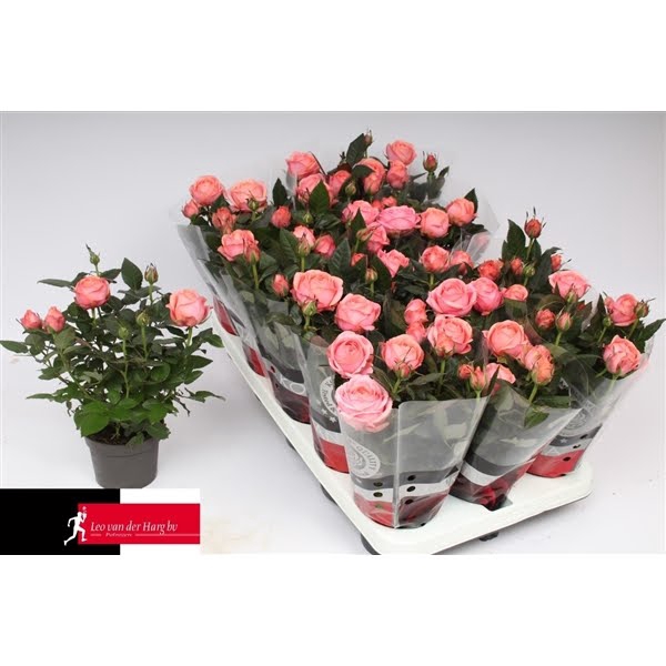 <h4>Rosa Kordana Grande Adele</h4>