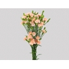 CRAVO SPRAY CHAMPAGN 060 CM