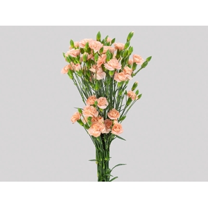 CRAVO SPRAY CHAMPAGN 050 CM