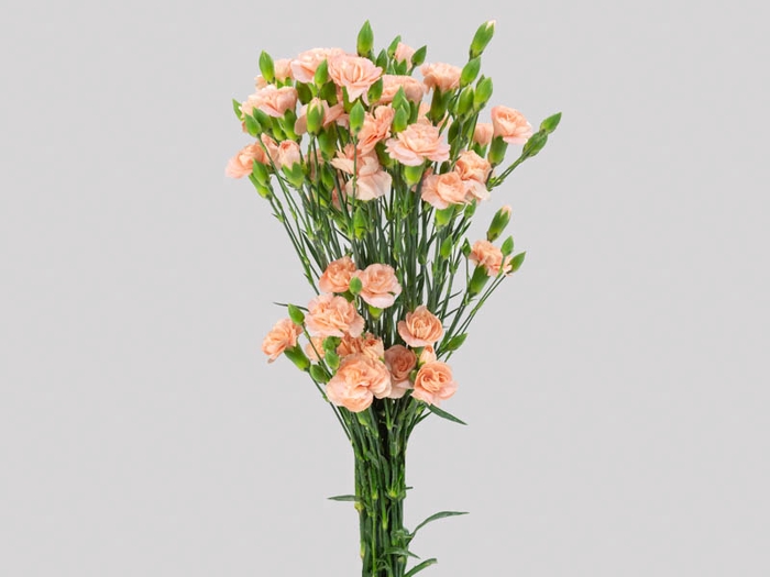 <h4>CRAVO SPRAY CHAMPAGN 060 CM</h4>