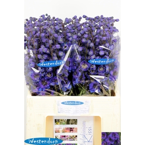 DELPH DU KI FL BLUE