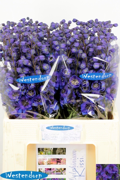 <h4>DELPH DU KI FL BLUE</h4>