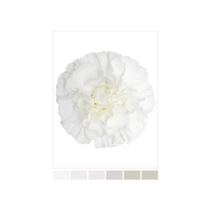 DI ST WHITE MOONLIGHT Tessa