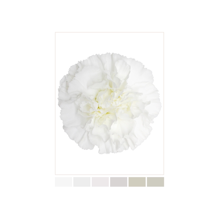 <h4>DI ST WHITE MOONLIGHT</h4>