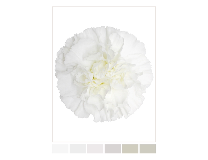 <h4>DI ST WHITE MOONLIGHT Tessa</h4>
