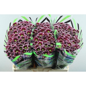 Chr San Doppia Paars/wit