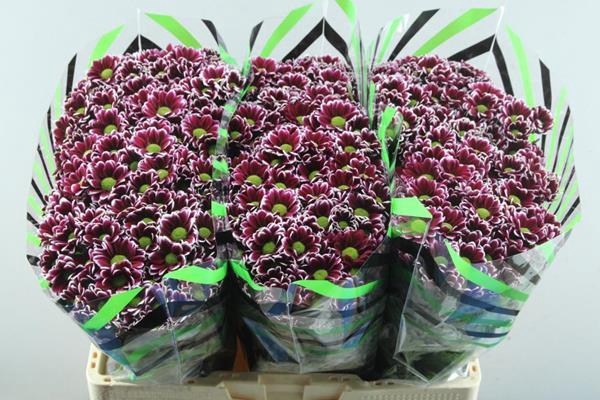 <h4>Chr San Doppia Paars/wit</h4>