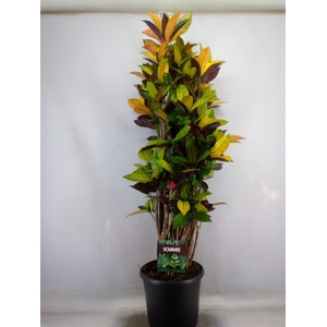 Codiaeum var. KL 'Mrs Iceton'