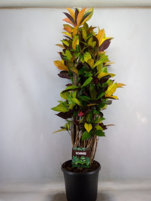 <h4>Codiaeum var. KL 'Mrs Iceton'</h4>