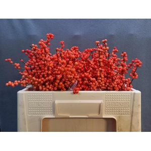 Ilex verticillata 'Winter Gold'