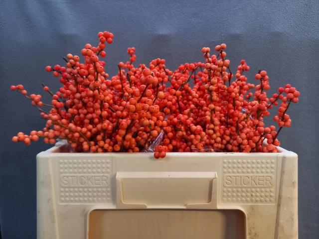 <h4>Ilex verticillata 'Winter Gold'</h4>