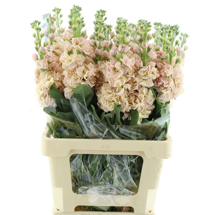 <h4>Matth Incana Iron Apricot Extra</h4>