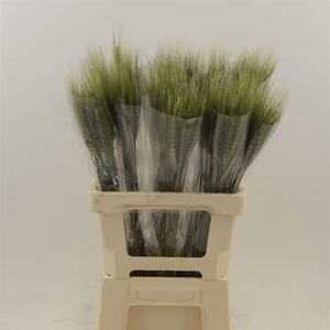 Siergras Triticum Aestivum