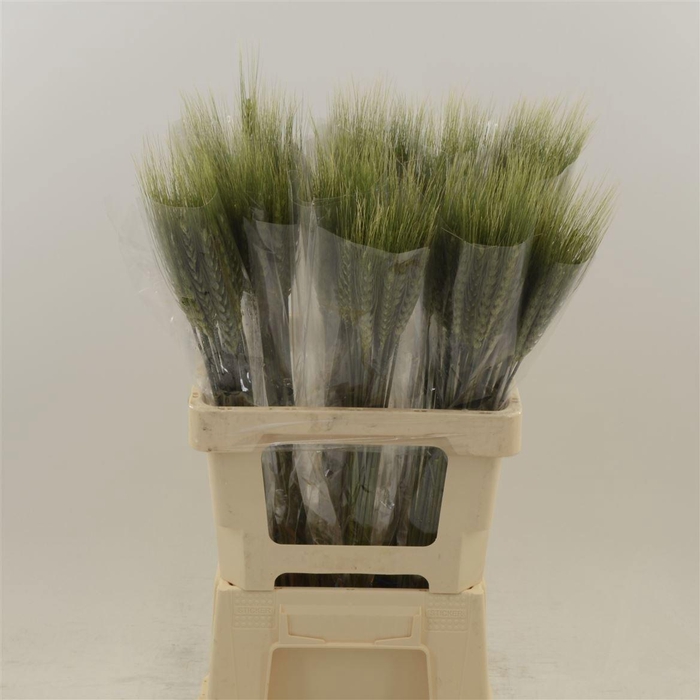 <h4>Siergras Triticum Aestivum</h4>