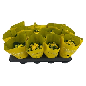 KAL GE PERFECTA YELL