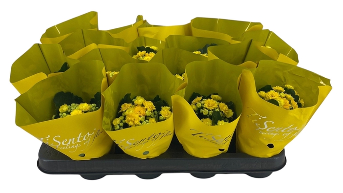 <h4>KAL GE PERFECTA YELL</h4>