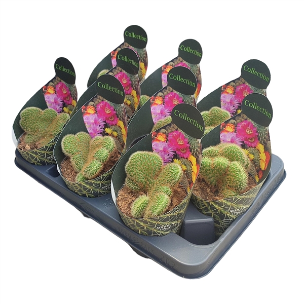 <h4>HILDEWINTERA AUREISPINA CRESTATA - POT Ø 10,5 - COLLECTION WITH POTCOVER (CACTUS)</h4>