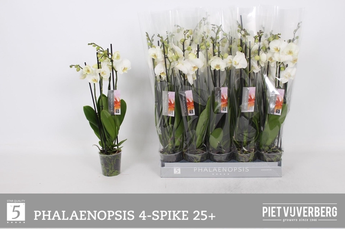 <h4>PHAL OV WIT</h4>