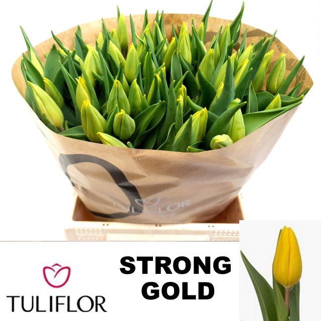 <h4>TU EN STRONG GOLD</h4>