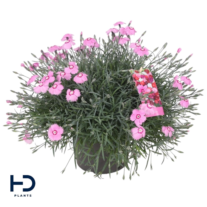 <h4>Dianthus cary. 17cm Mountain Frost - Pink Twinkle</h4>