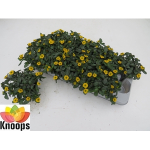 SANV PROCUMBENS