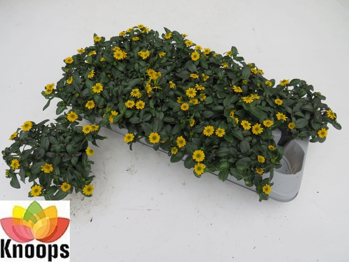 <h4>SANV PROCUMBENS</h4>