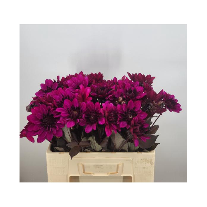 <h4>DAHL DEC PURPLE FLAM</h4>