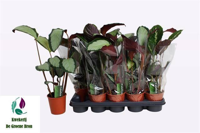 <h4>CALAT GEM 2 SRT</h4>