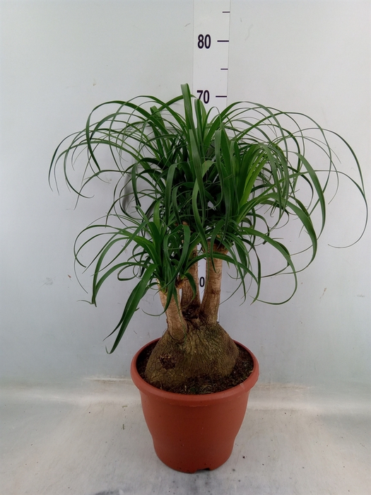 <h4>Beaucarnea recurvata</h4>