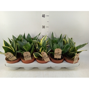 Sansevieria trifa. 'Hahnii'
