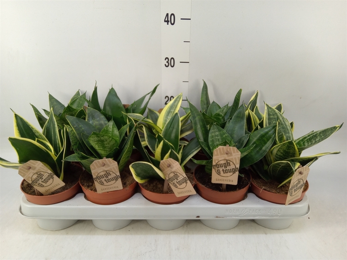 <h4>Sansevieria trifa. 'Hahnii'</h4>