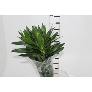 FOLHAGEM DRACENA PLEOMELE VERDE