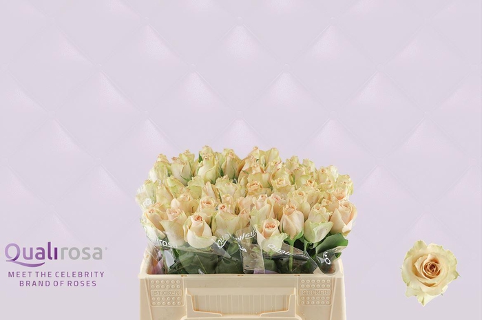 <h4>R Gr Quicksand</h4>