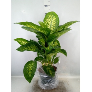 Dieffenbachia seg. 'Reeva'