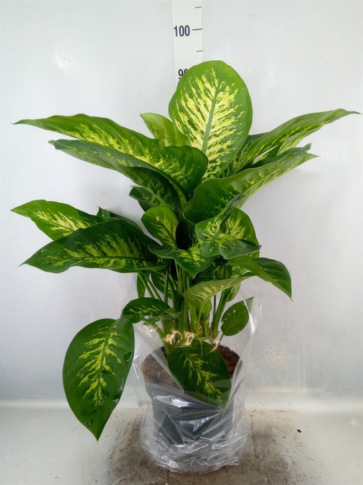 Dieffenbachia seg. 'Reeva'