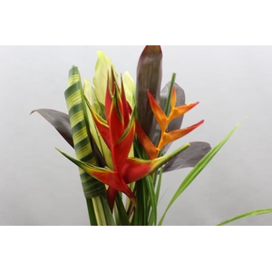 Heliconia Bqt Azaguie