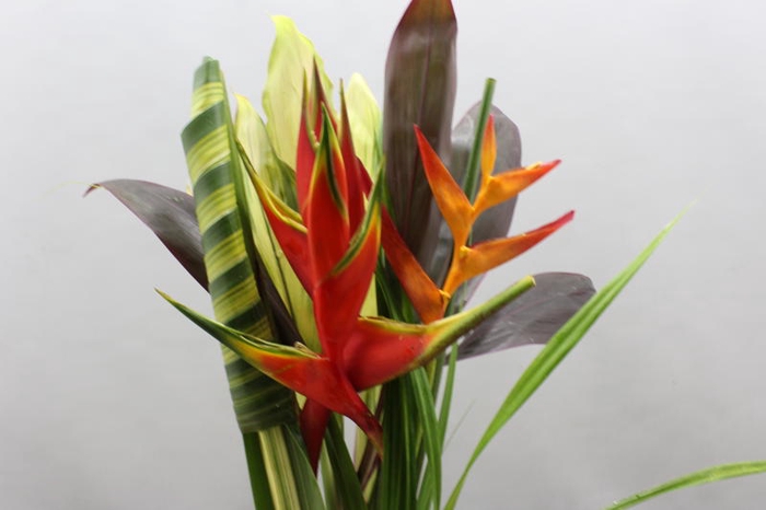 <h4>Heliconia Bqt Azaguie</h4>
