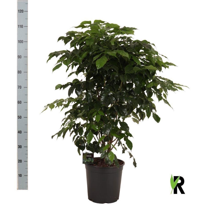 <h4>Radermachera sinica</h4>